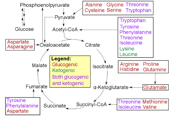ketogenic Amino Acid