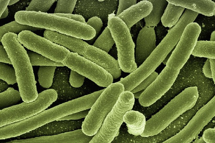 E. Colialone - Bacterial Chemotaxis