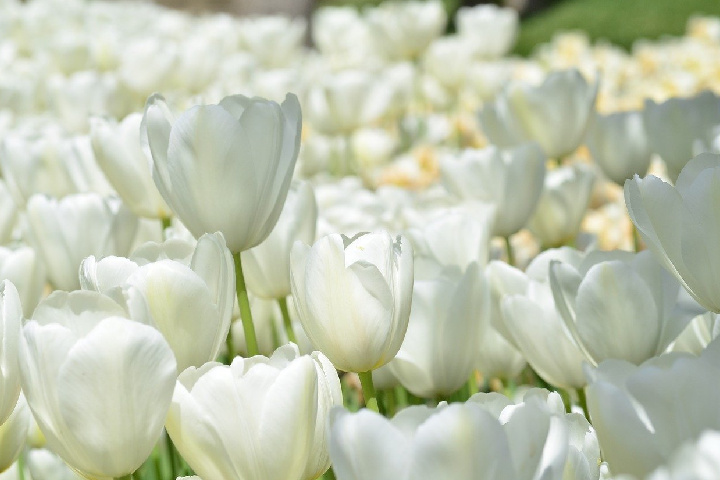 White Tulips Flowers