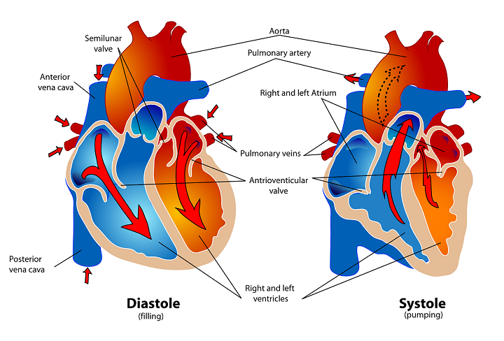 heart muscle