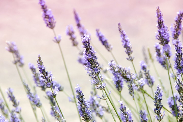 Lavender Oil Benefits for Wedding Day